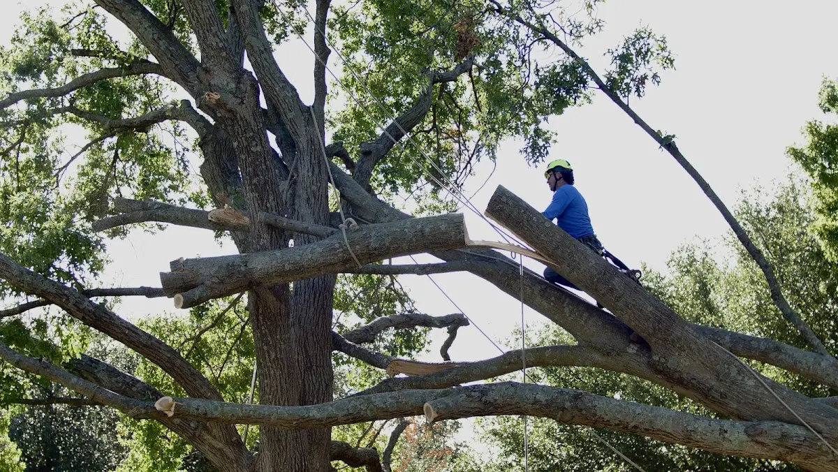 Professional Crown Thinning performed by certified arborists in Brattleboro
